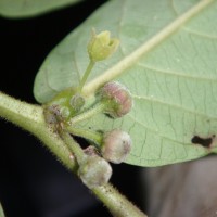 Glochidion zeylanicum var. tomentosum (Dalzell) Trimen